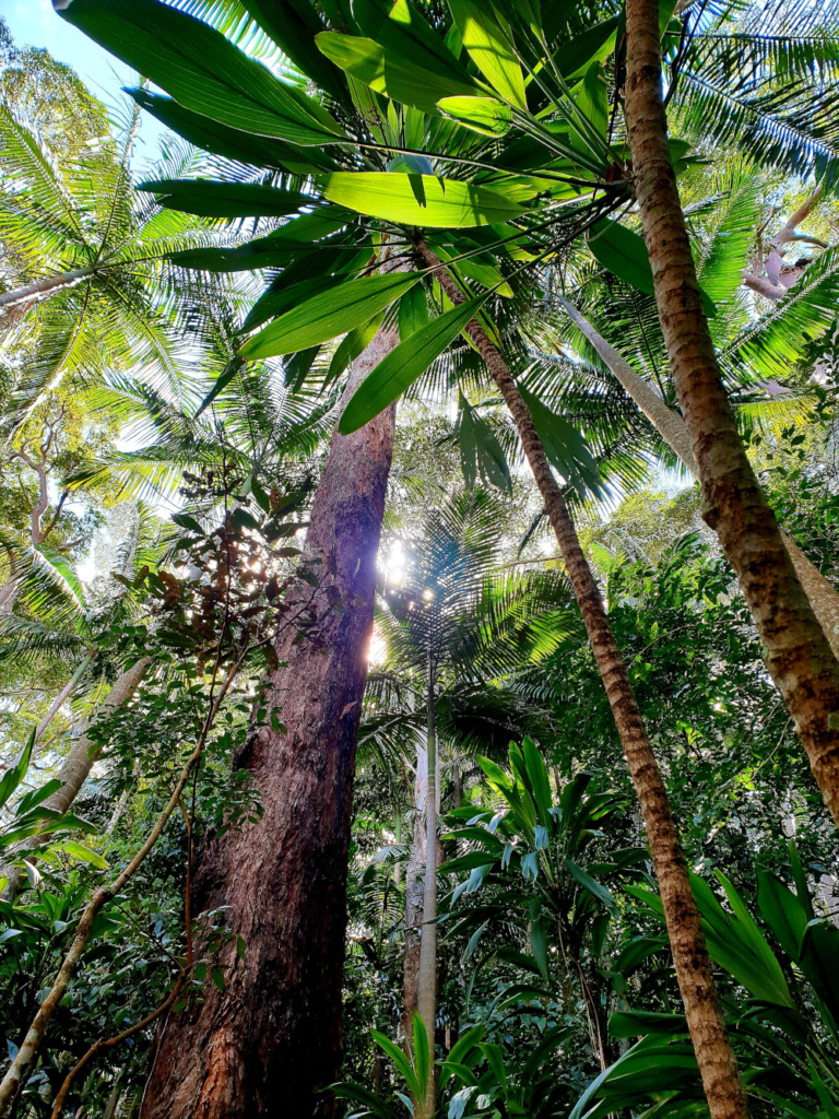 Tamborine Mountain - Scenic Rim