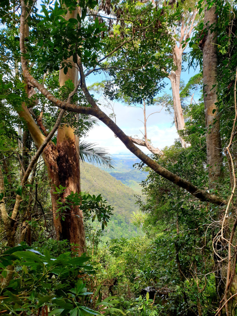 O'Reillys Rainforest Retreat - Gold Coast Hinterland