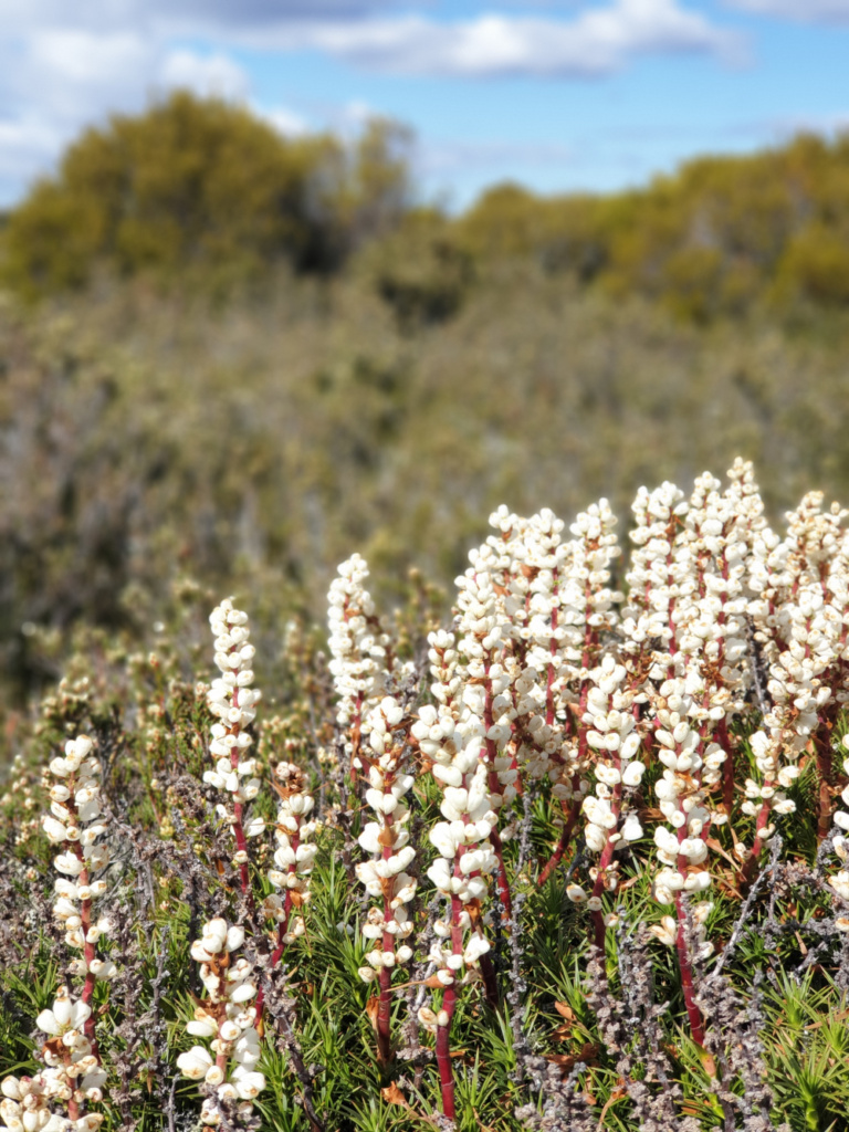 Australia Tasmania's Central Highlands - Part 1 - Miena Village Guiding